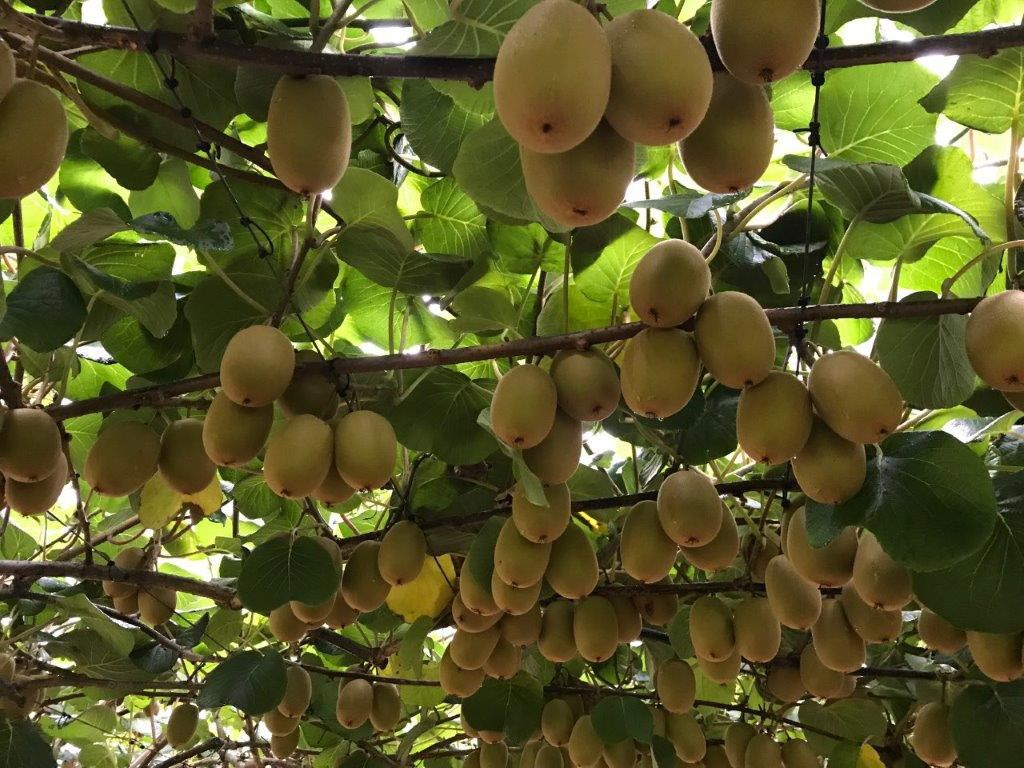 Gold kiwifruit hanging under the canopy in a Kerikeri orchard